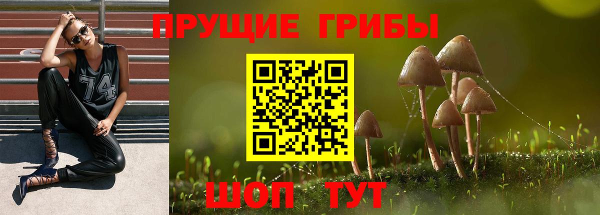 Ипатово  Галлюциногенные грибы Psilocybe  Псилоцибиновые грибы GOLDEN TEACHER  Вход с VPN 
